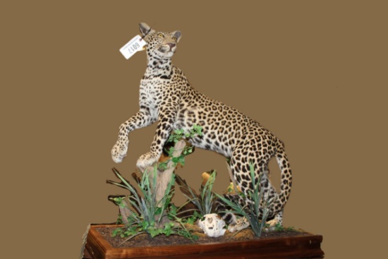 Full Body Leopard, Pedestal Mount