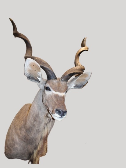 Kudu, Shoulder Mount