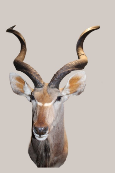 Kudu, Shoulder Mount