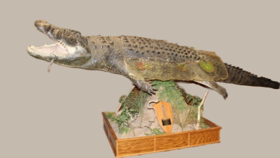 Nile Crocodile, Full Body Mount