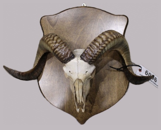 Big Horn Sheep, European Mount
