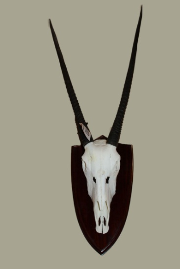 Oryx European Mount