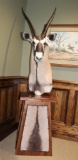 Oryx, Pedestal Mount