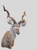 Kudu, Shoulder Mount