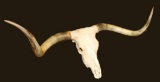 Longhorn Skull & Horns