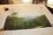 Unframed Ron Williams Original Painting, Forest Scene With Mountains In Bac