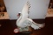 Giuseppe Armani Porcelain Swan Figurine, Limited Edition, #596 Of 5000