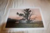 Unframed Robert Tino Print, Signed & Numbered, #459 Of 500, 