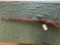 Erfart Kar 98-1916, 8mm Mauser SN 7865