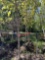 (4) Princeton American Elm