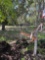 (2) Flowering Peach Bonfire
