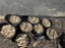 (8) Bucket Large Nolichucky