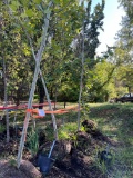 (4) Planetree Exclamation