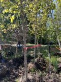 (4) Princeton American Elm