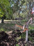 (2) Flowering Peach Bonfire