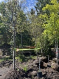 (3) Allee Elm