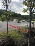 (2) Prospector Elm