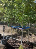 (3) Cockspur Hawthorn 