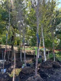 (4) Triumph Elm