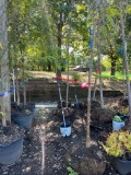 (3) Locust Tree
