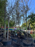 (2) Brandywine Red Maple