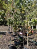 (4) Cherokee Brave Dogwood