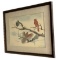 Pair of Framed Under Glass Bird Prints, One by  Jean Cassady, 23