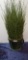 LOT OF 2 INDOOR PLANT DECORATIONS