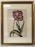 BOTANICAL OF TULIP HAND COLORED LINE ENGRAVING