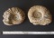 2 PREHISTORIC AMMONITE FOSSILS