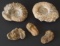 AMMONITE FOSSIL COLLECTION (5)