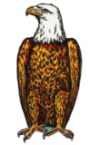 Case Eagle 