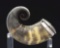 Silver Mounted Scottish Snuff Horn.