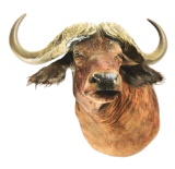 AFRICAN CAPE BUFFALO MOUNT