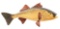 STAN GIBBS #13 92 CARVED FISH.