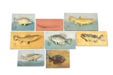 LOT OF 8: MAGNIFICENT SET OF VARIOUS MUSEUM EXTENSION PROJECT MOUNTED FISH PLAQUES.