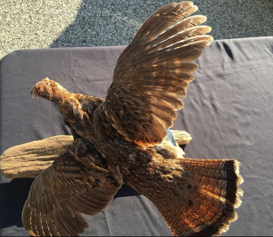Mounted Flying Grouse
