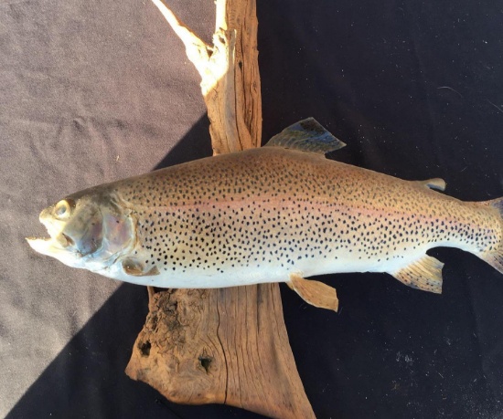 Mounted Rainbow Trout 17 1/2"