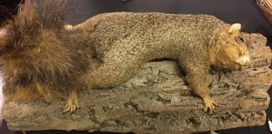 Mounted Squirrel