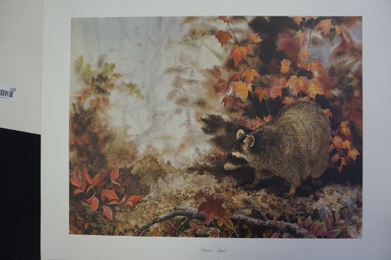 Raccoon...Sequel by Jean Vietor