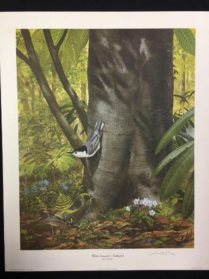 White Breasted Nuthatch by Ray Harm