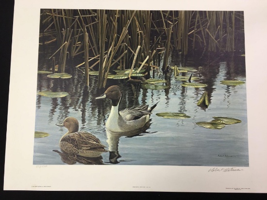 Spring Marsh Pintail Pair by Robert Bateman