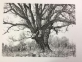 The Landmark Tree by Paul Calle