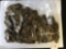 Group of 780 Circulated Wheat Pennies 1910-1958