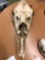 Moose Skull