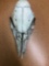 Dear Skull