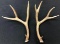 Mule Deer Antlers