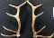 Elk Antlers