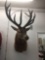 15pt Red Stag Shoulder Mount