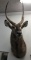 African Waterbuck Shoulder Mount